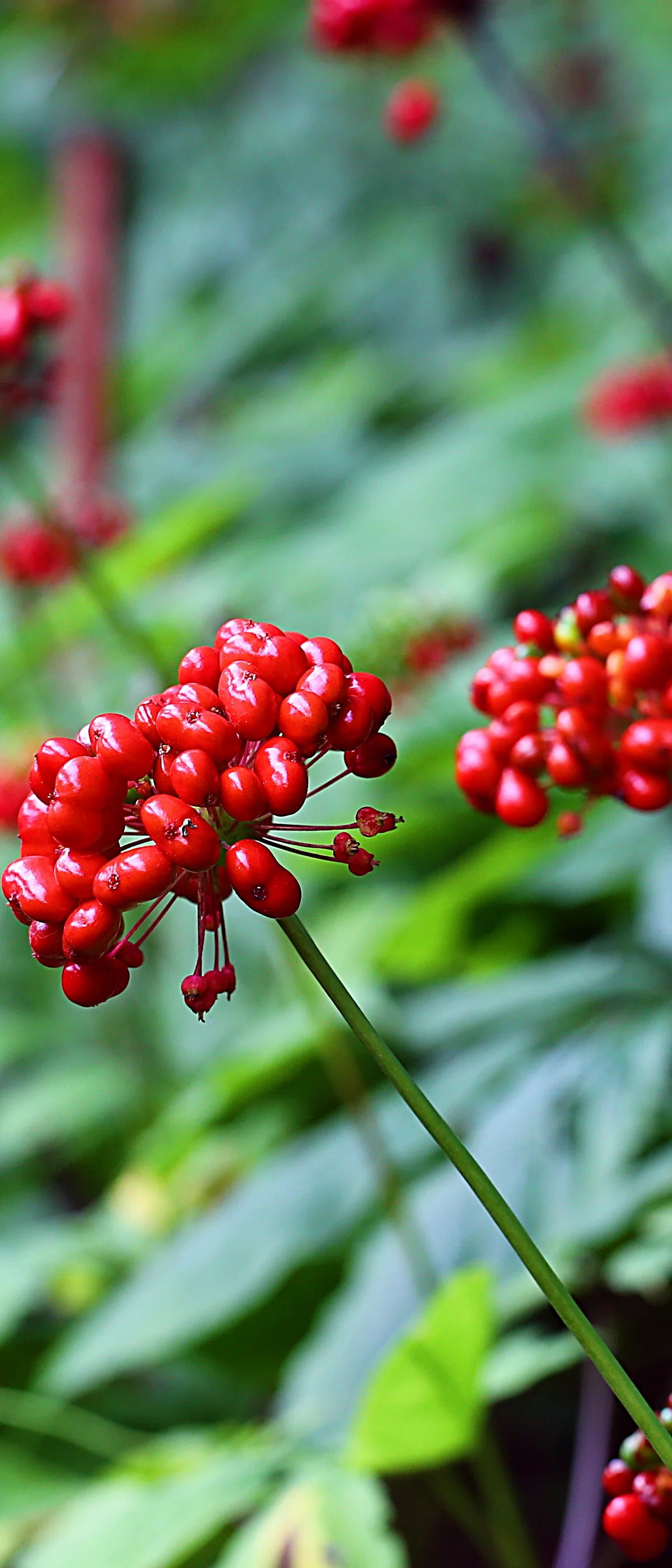 Red berries in ginseng