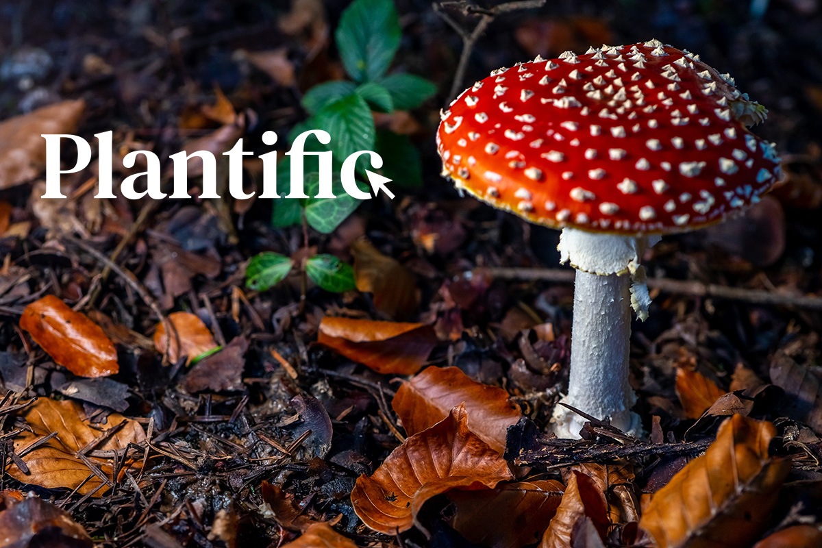 Introduction to the Science of Psychedelics course — Plantific