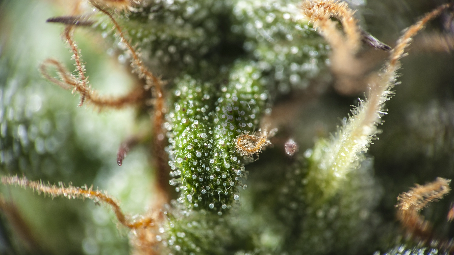 Cannabinoid science: From seed to medicine