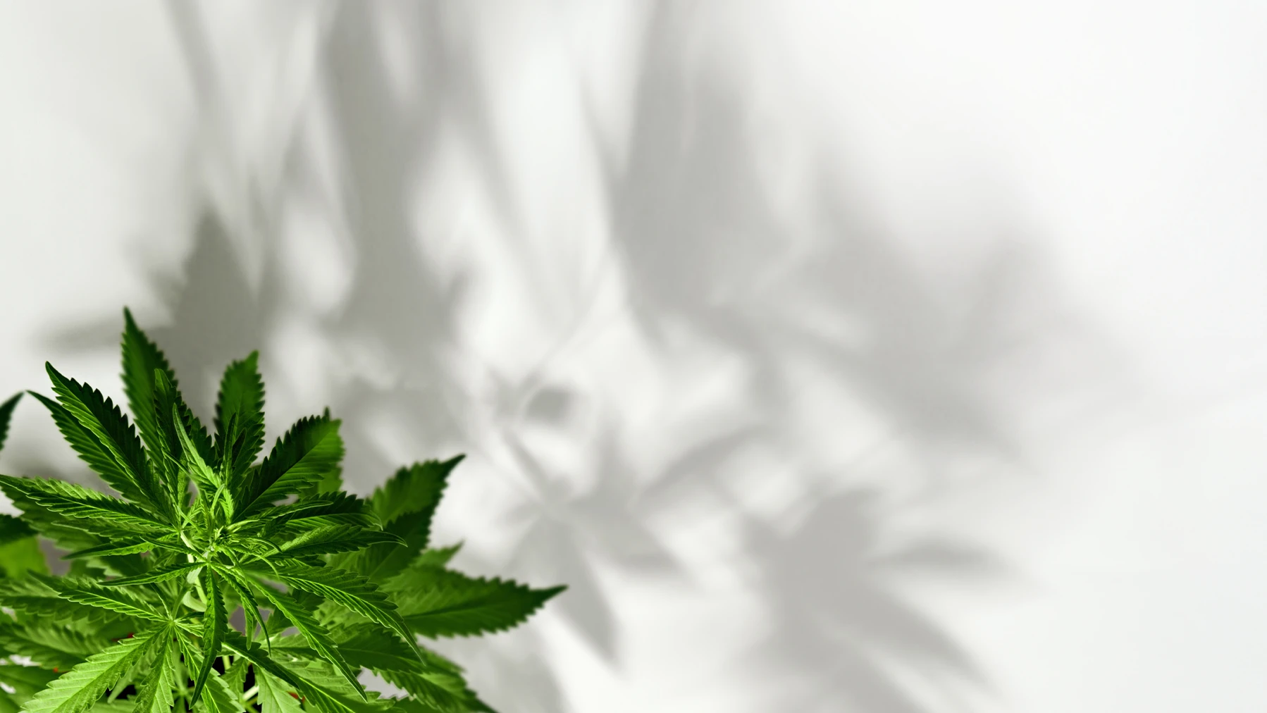 Cannabis and the brain: Neuroscience and therapeutic potential