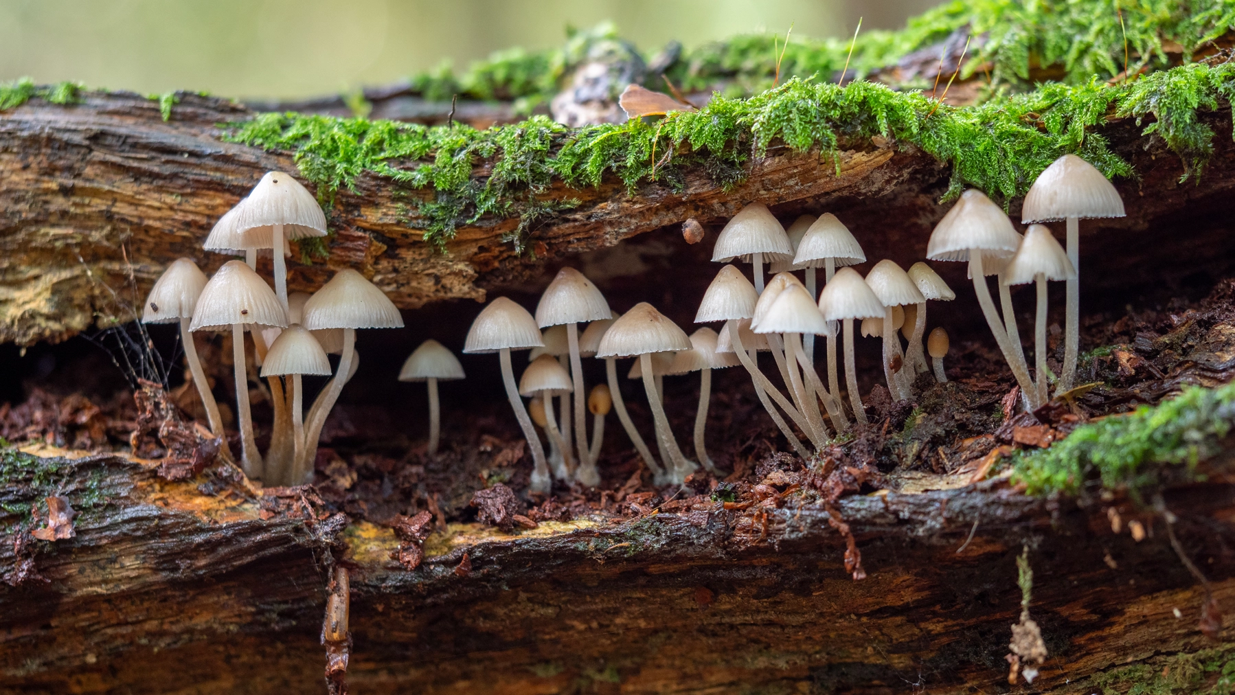 Medicinal mycology: The therapeutic benefits of mushrooms