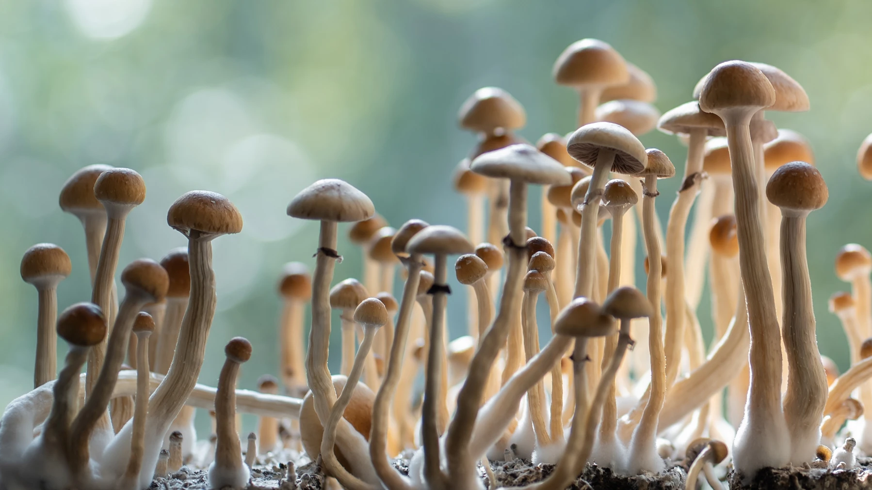 The legal status of psychedelics around the world